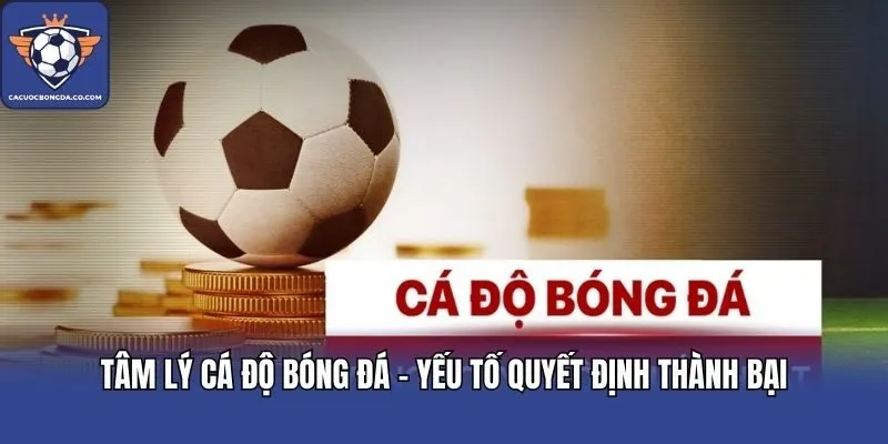 Tâm Lý Cá Độ Bóng Đá - Yếu Tố Quyết Định Thành Bại